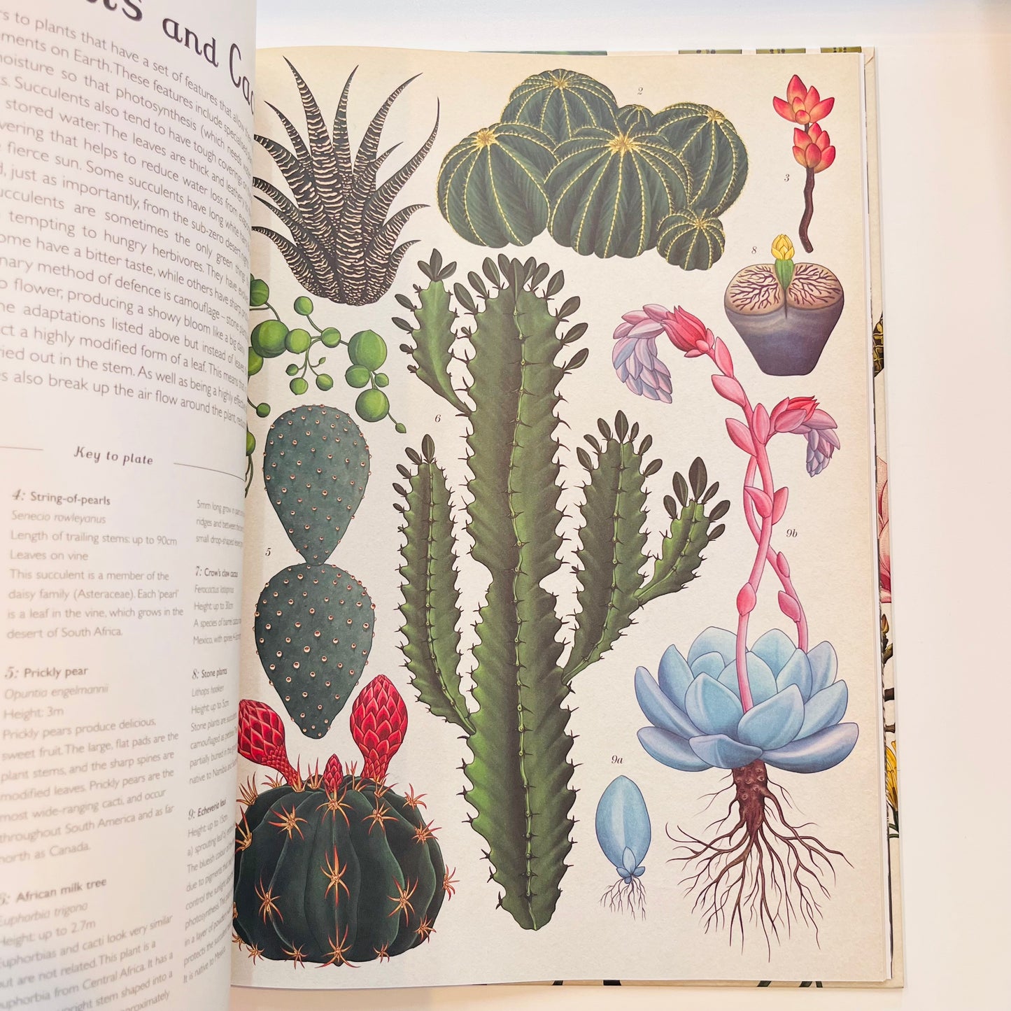 Welcome to the museum | Botanicum Book