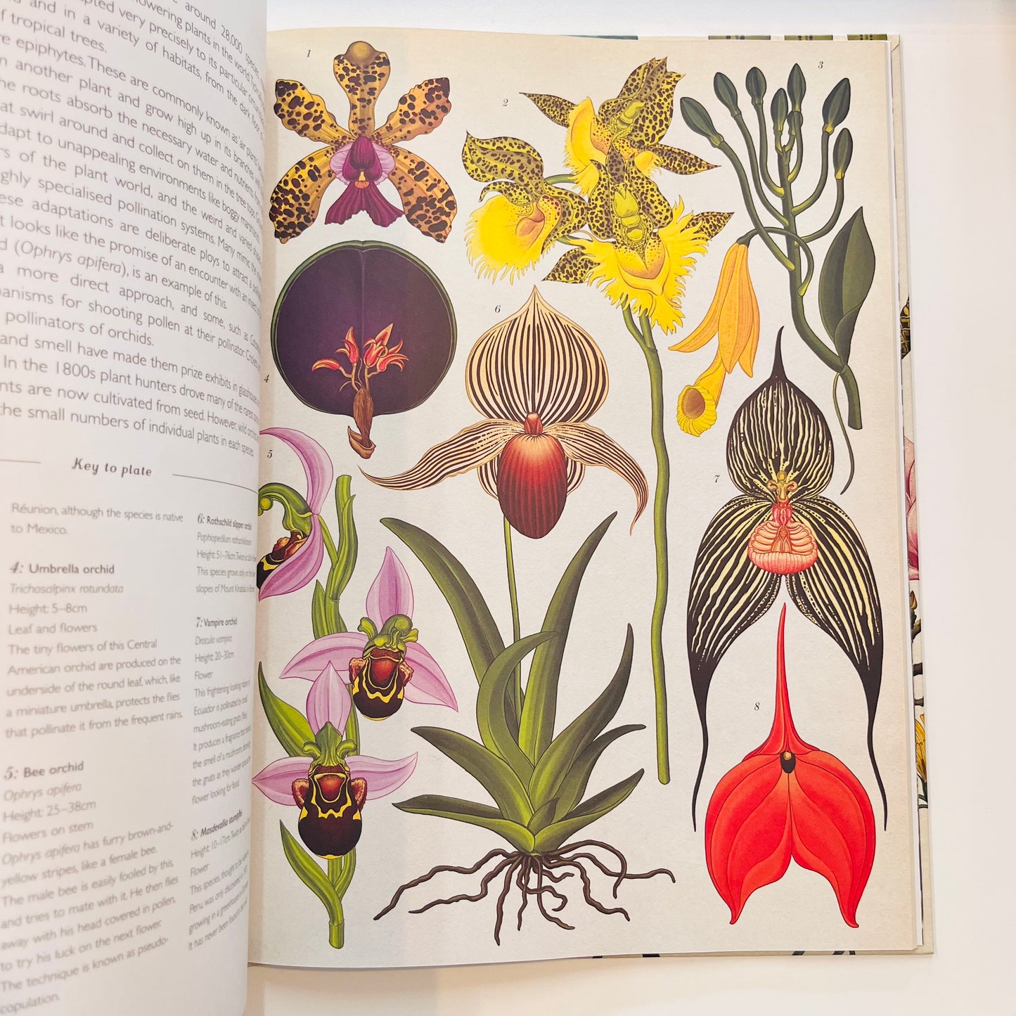 Welcome to the museum | Botanicum Book