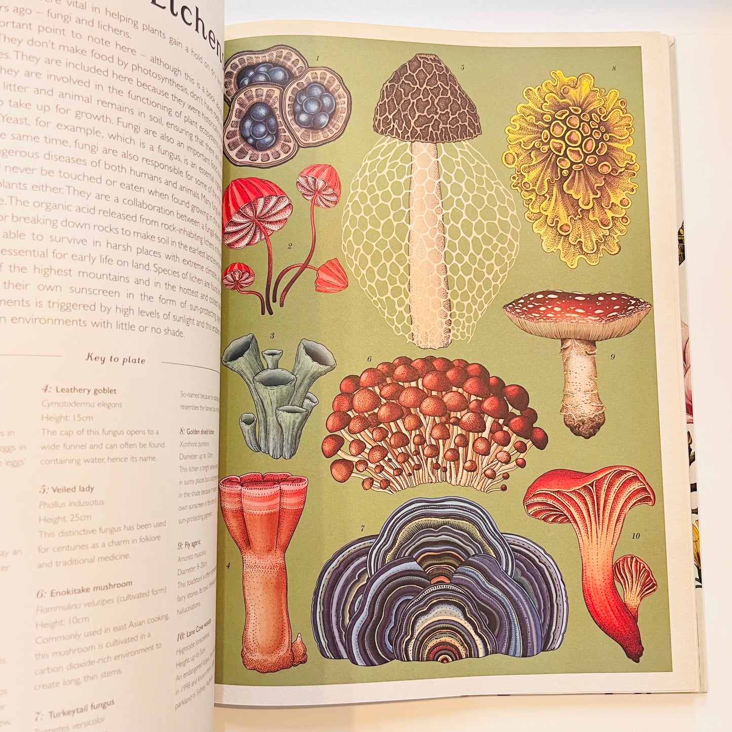 Welcome to the museum | Botanicum Book