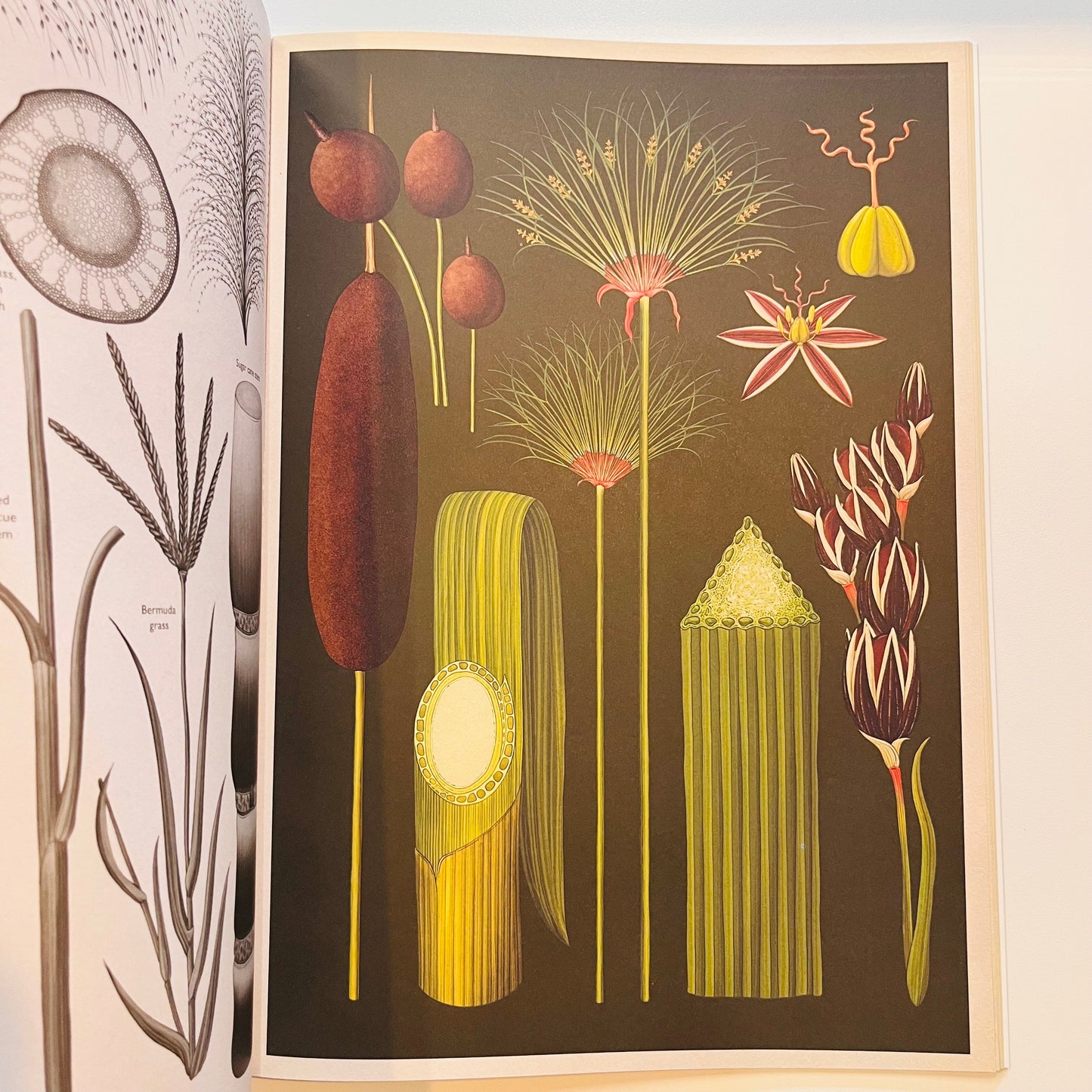 Welcome to the museum | Botanicum POSTER Book