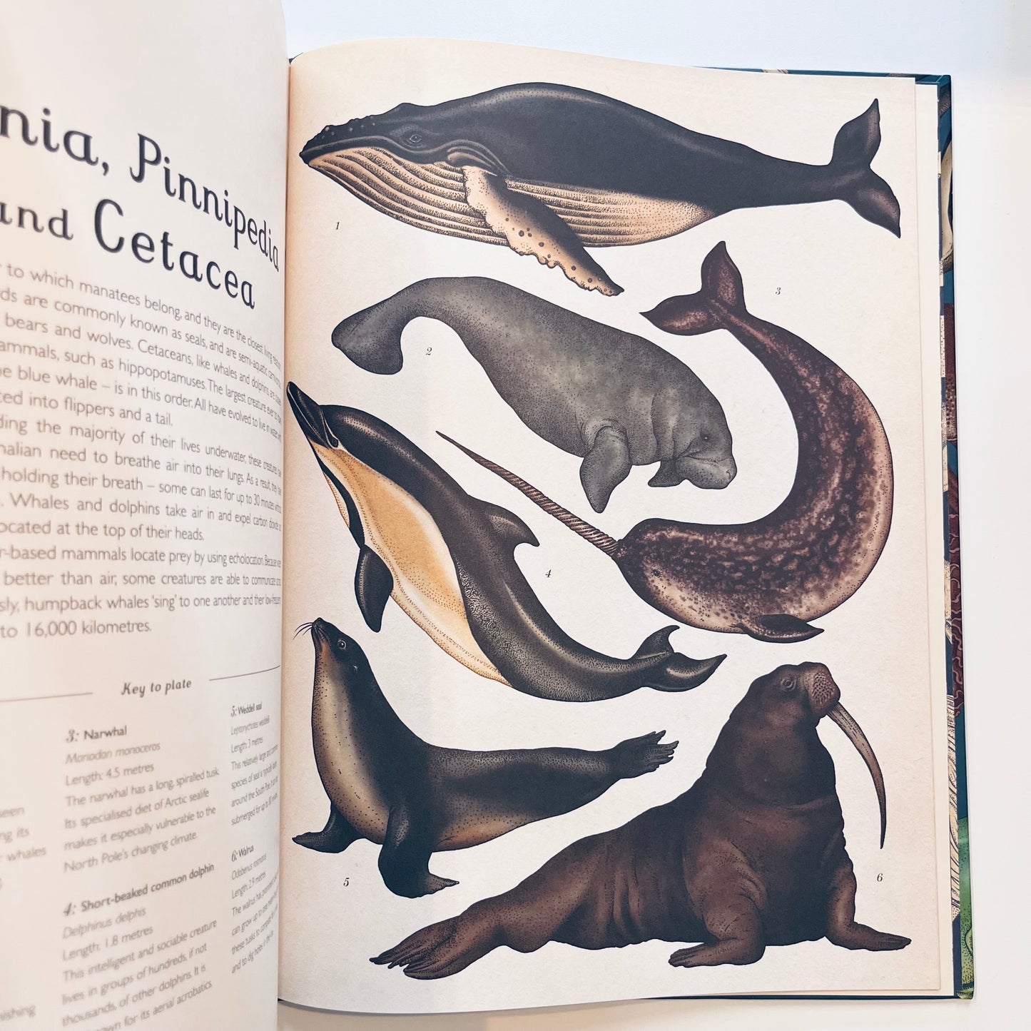 Welcome to the museum | Animalium