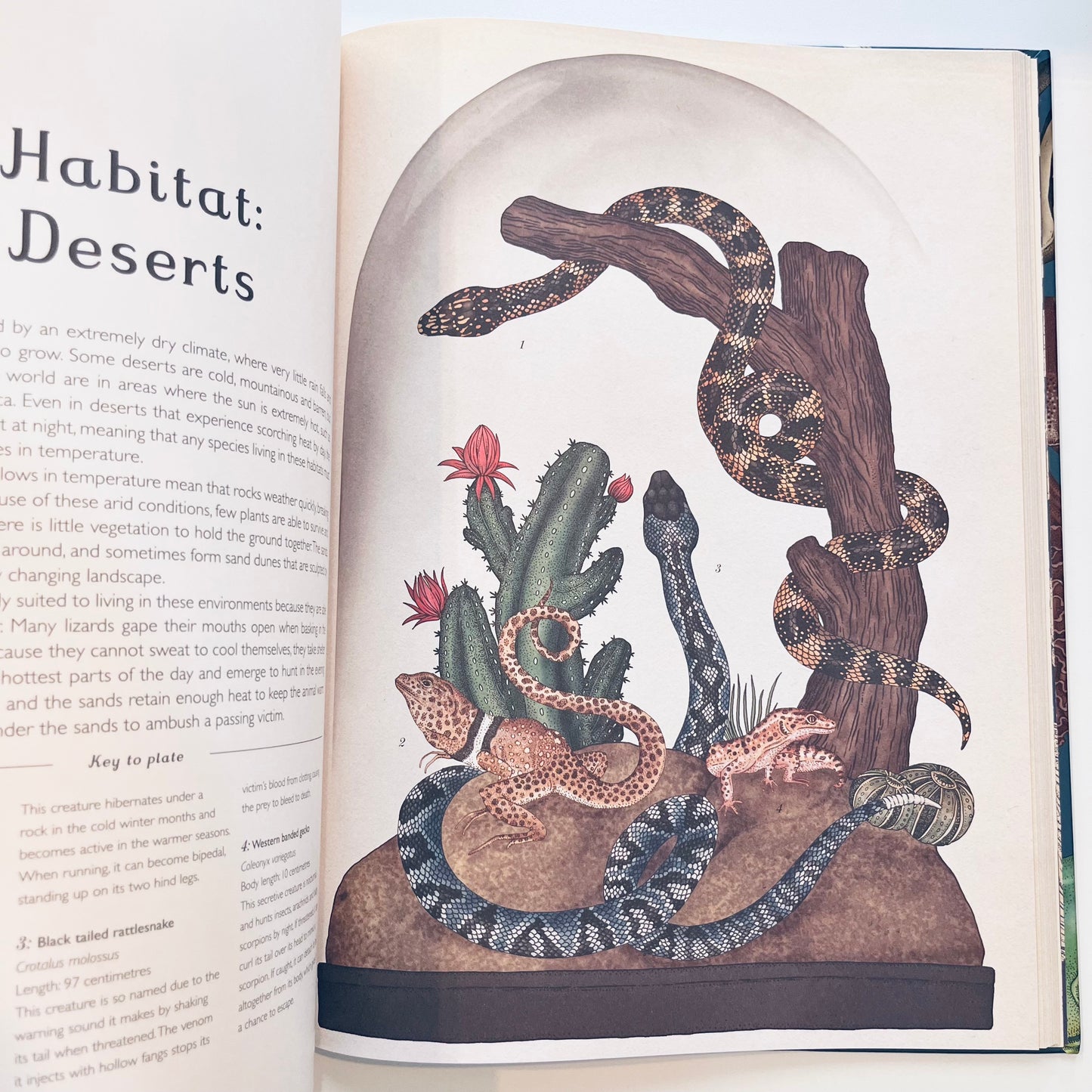 Welcome to the museum | Animalium