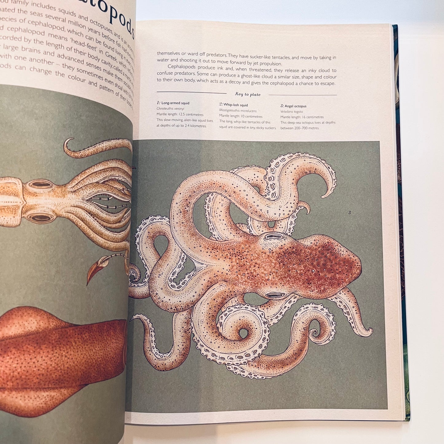 Welcome to the museum | Animalium