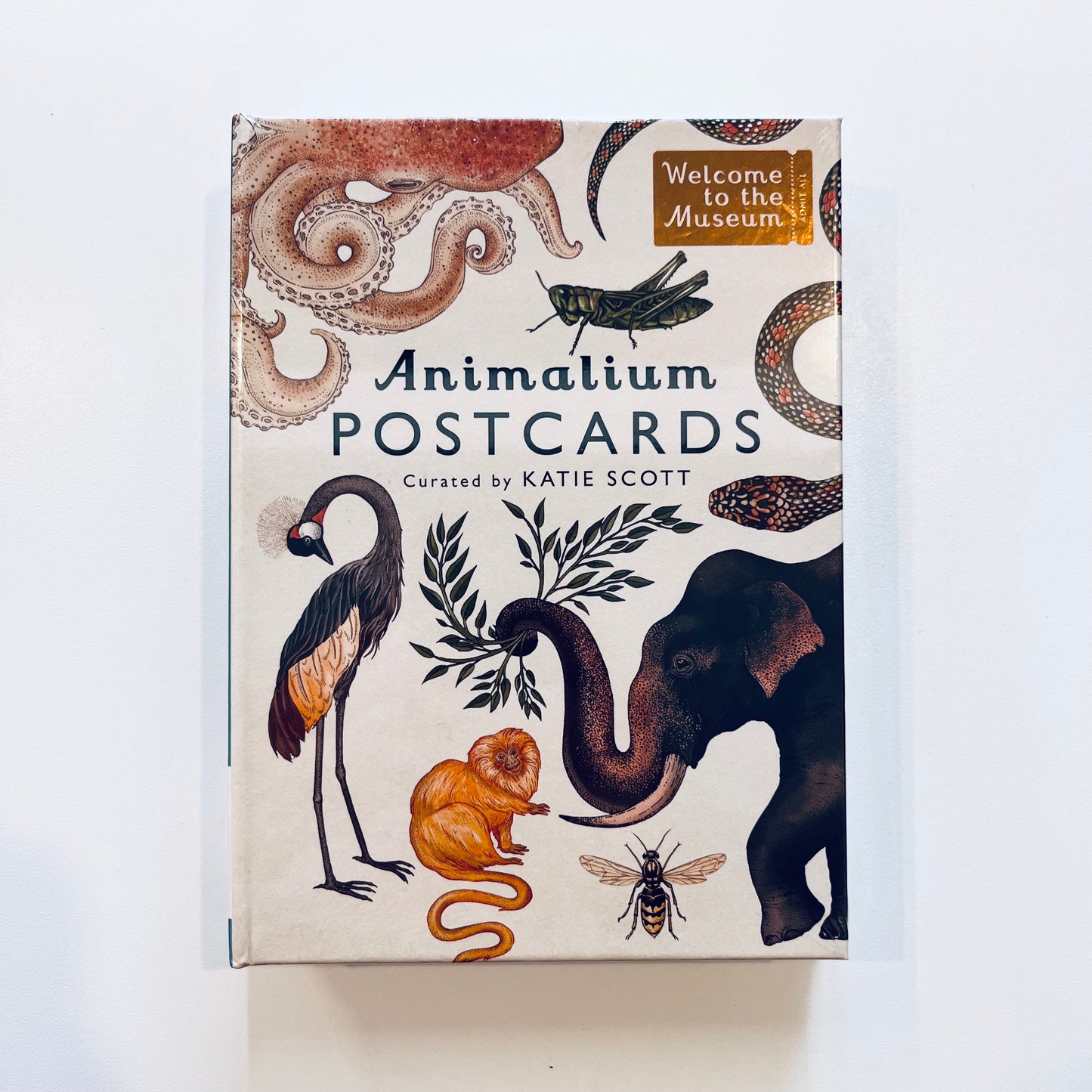 Welcome to the museum | Animalium Postcards